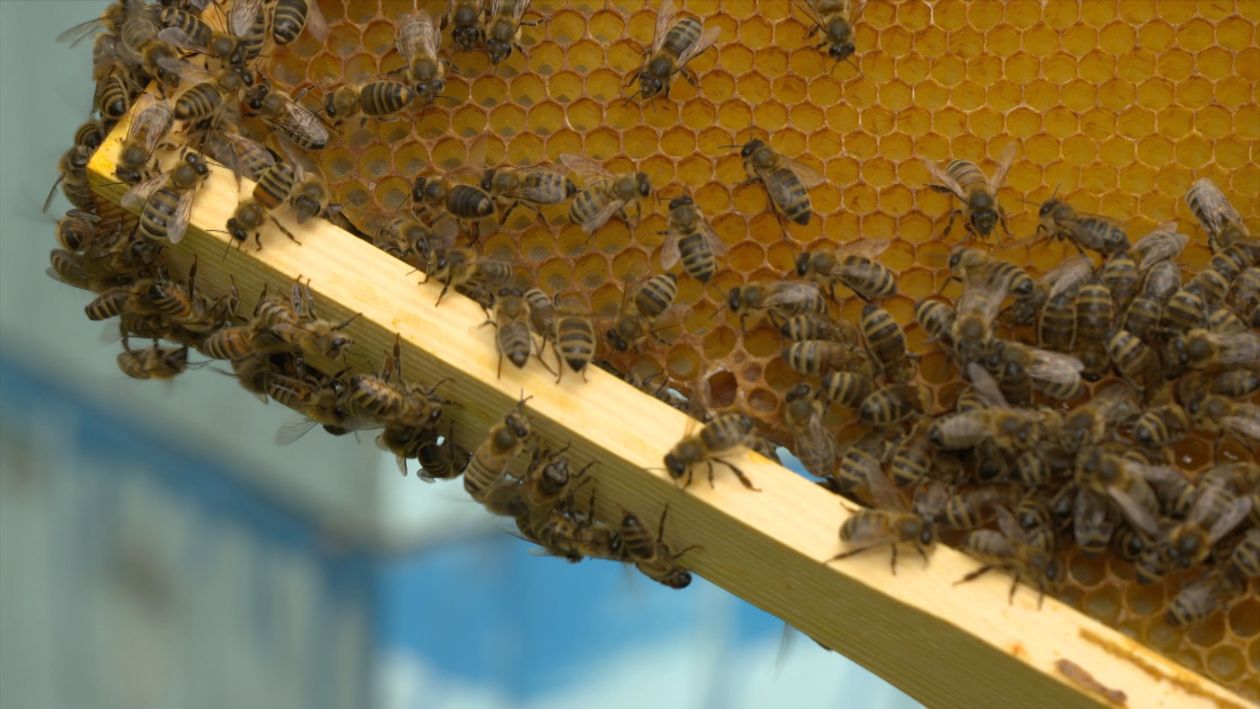 Jelenia Góra: Warsztaty pszczelarskie wakacyjnie dla dzieci