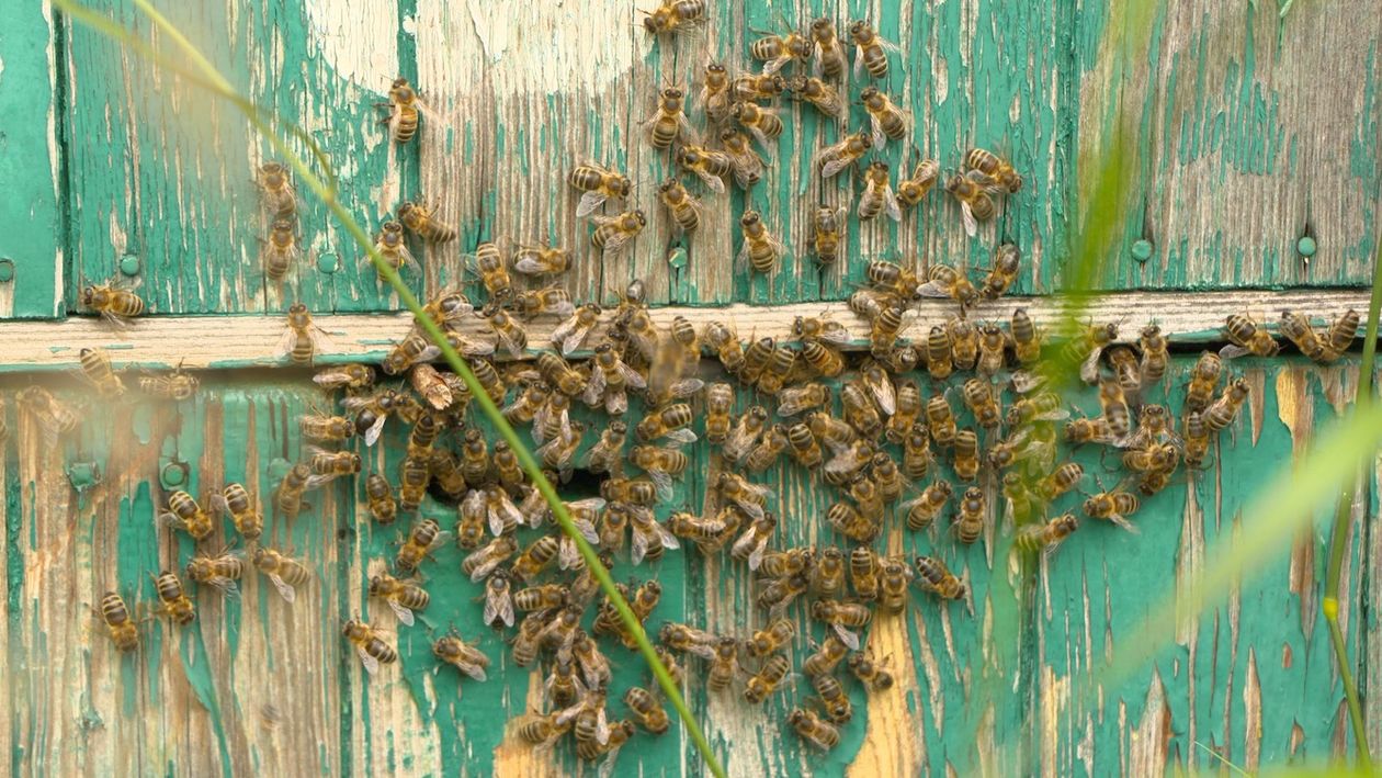 Jelenia Góra: Trudny sezon pszczelarzy