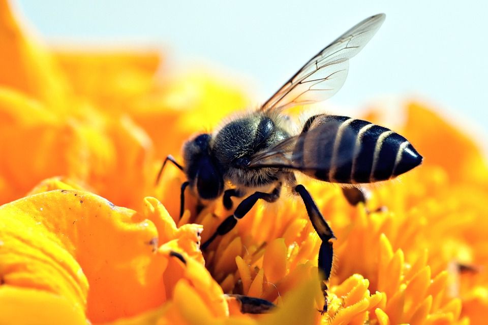 Europa: Dzisiaj Dzień Pszczół