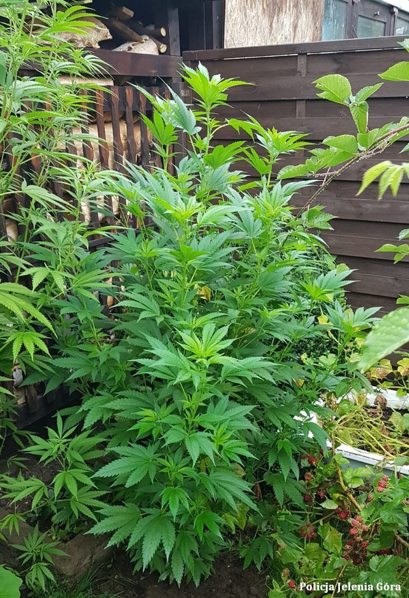 Jelenia Góra: Uprawa konopi w ogrodzie – marihuana w mieszkaniu