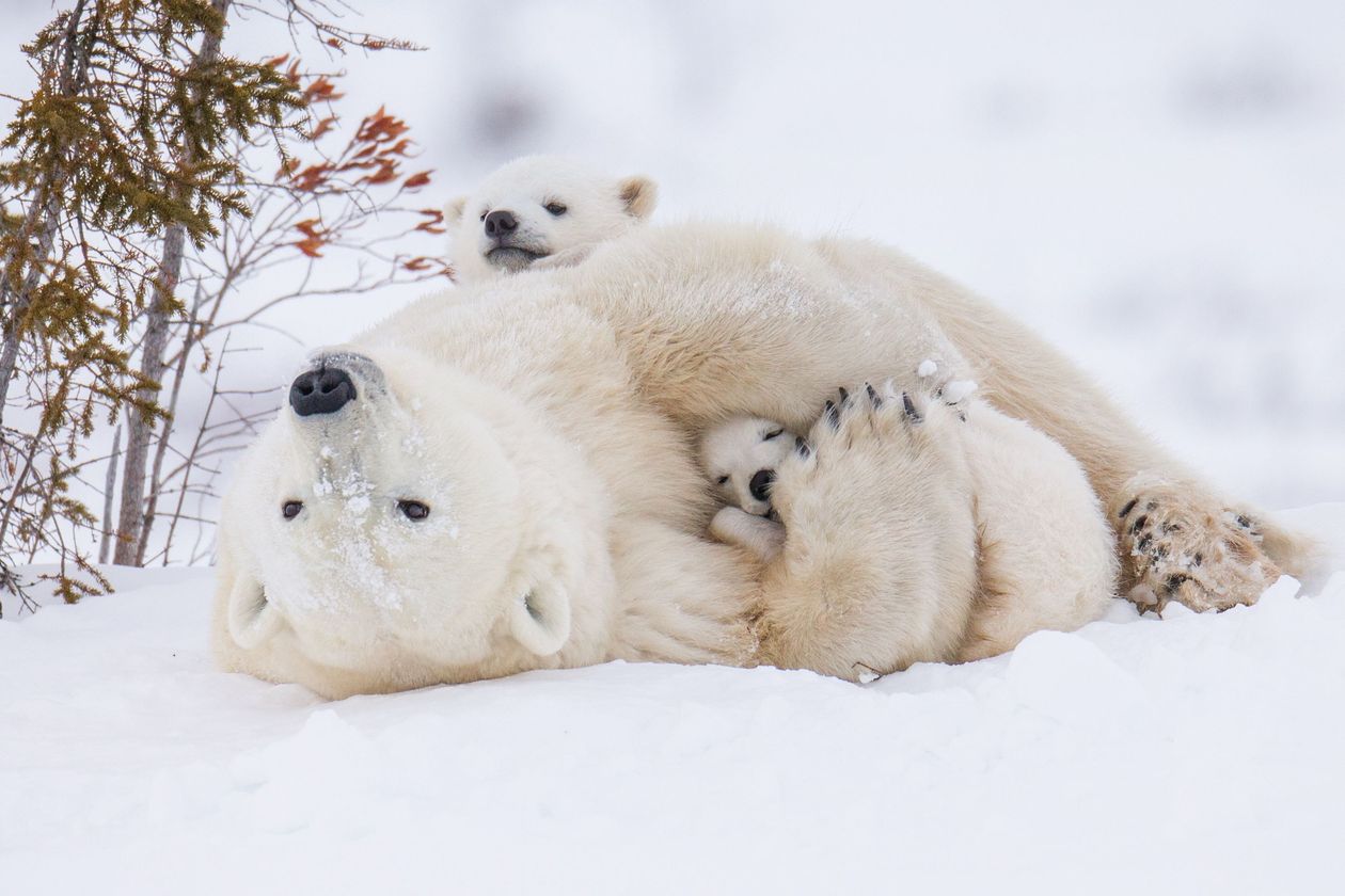 Kraj: Dzień Niedźwiedzi Polarnych