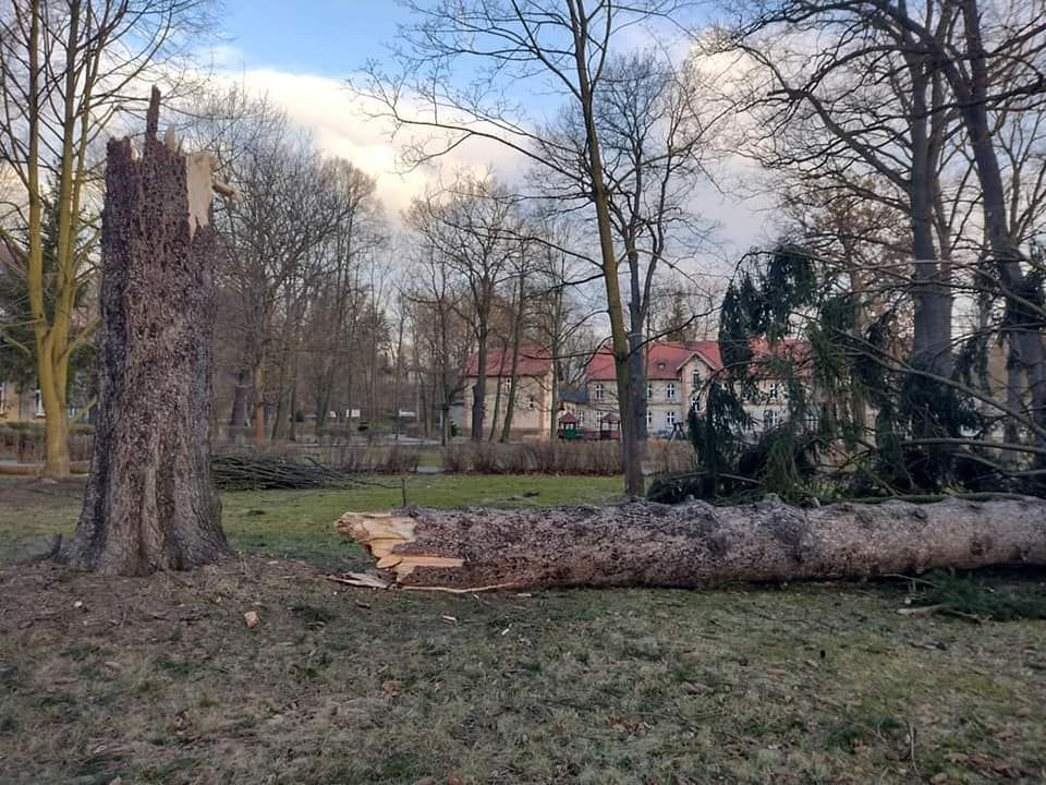 Lwówek Śląski: Wiatr łamie drzewa