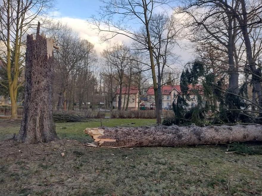Lwówek Śląski: Wiatr łamie drzewa