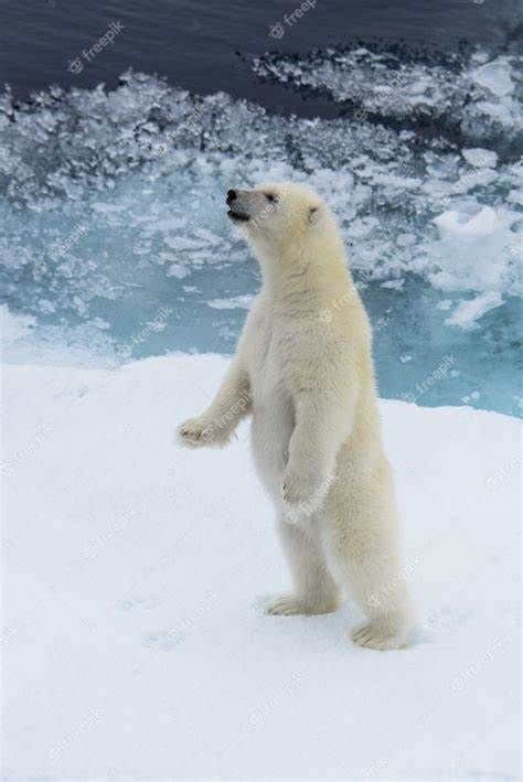 Kraj: Dzień Niedźwiedzia Polarnego