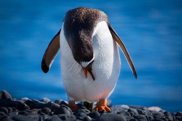 Kraj: Dzień Pingwina