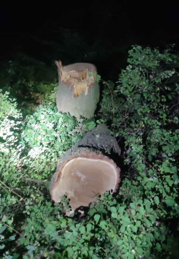 Jelenia Góra: Wyciął drzewo, trafił za kratki