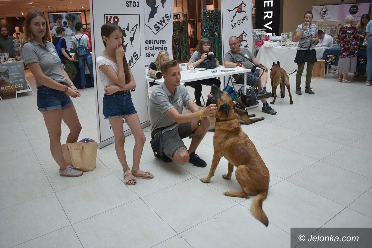 Jelenia Góra: Psie Targi w Nowym Rynku