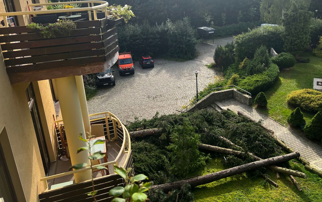 Jelenia Góra: Czytelniczka: Wycięli nam drzewa