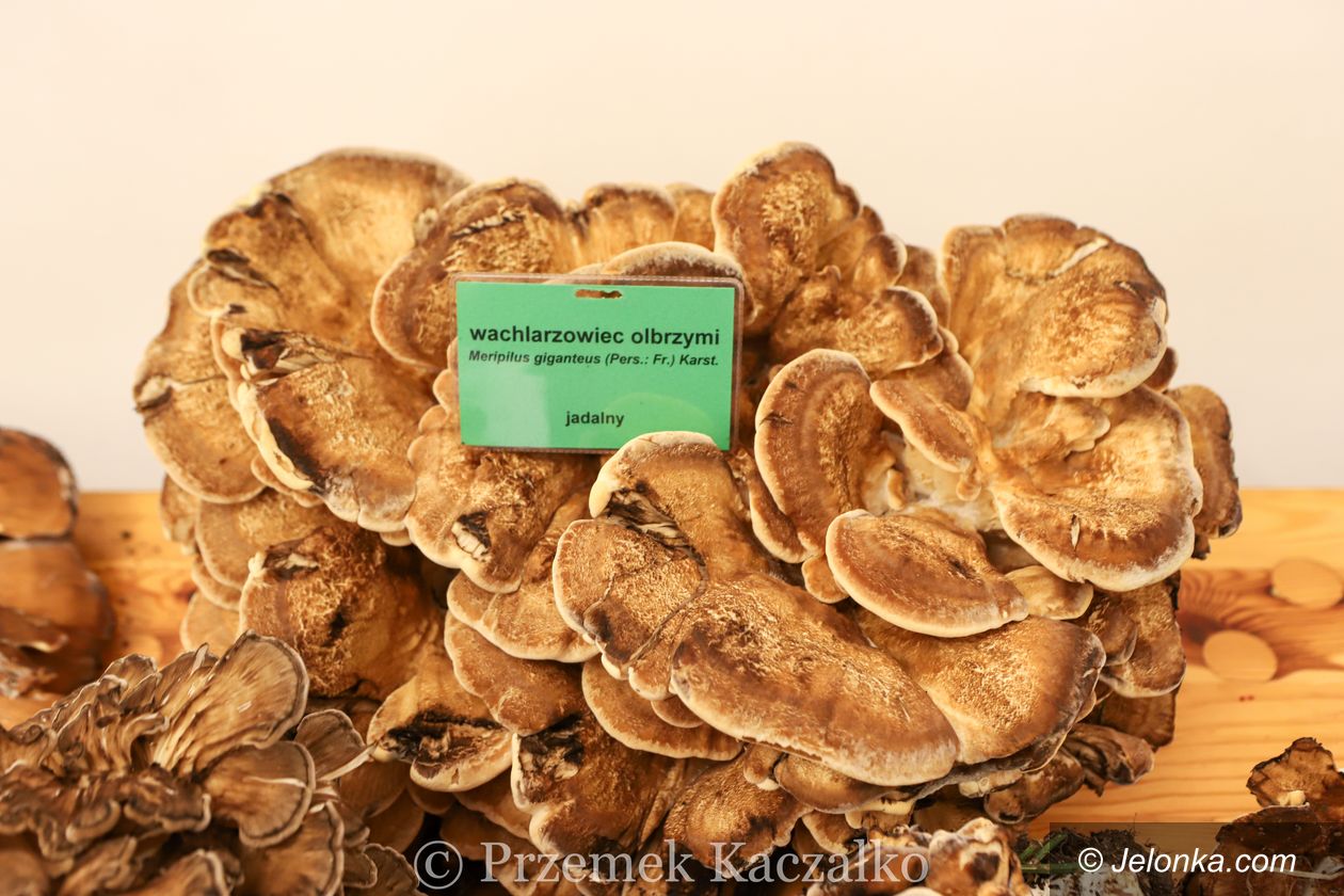 Jelenia Góra: 270 gatunków świeżych grzybów na wystawie