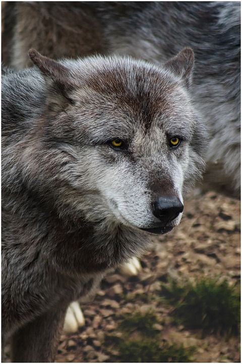 Gmina Lubawka: Uwaga na wilki