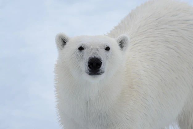 Kraj: Dzień Narodzin Niedźwiedzi Polarnych