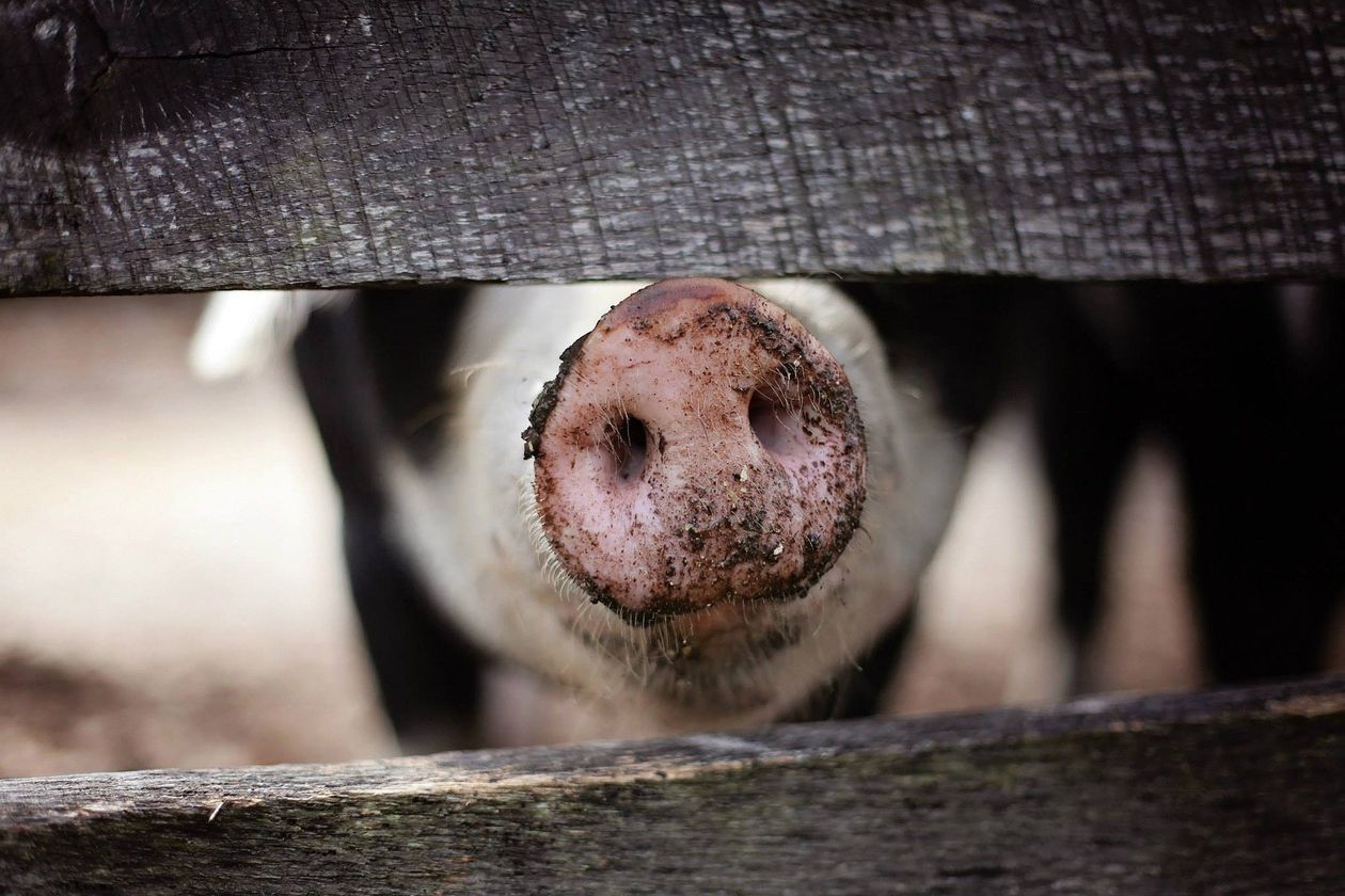 Powiat: Obostrzenia w walce z afrykańskim pomorem świń