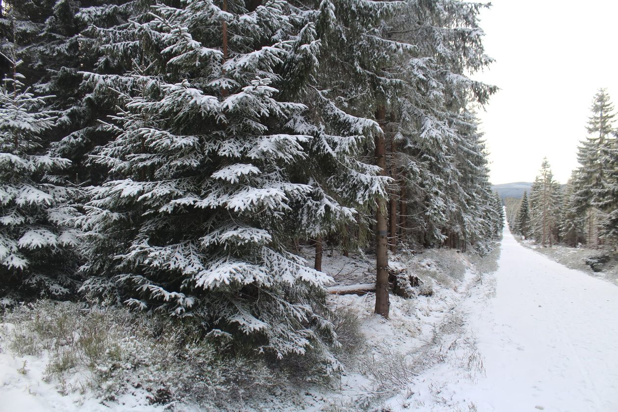 Polana Jakuszycka: Biegacze wypatrują śniegu
