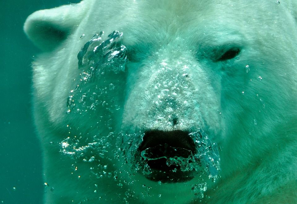 Polska: Dzień Niedźwiedzia Polarnego