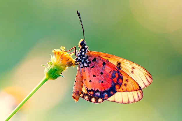 Polska: Dzień Motyla