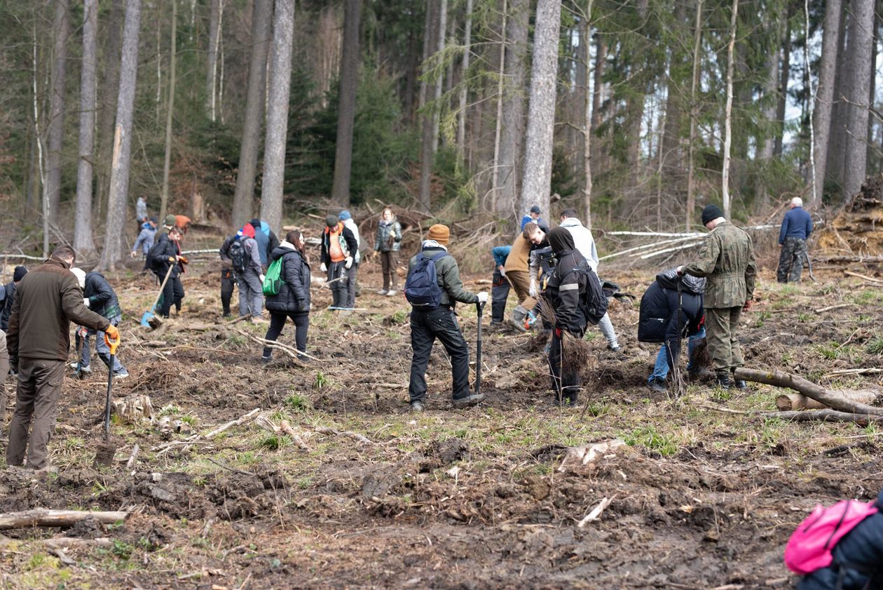 Powiat lwówecki: Posadzili drzewa