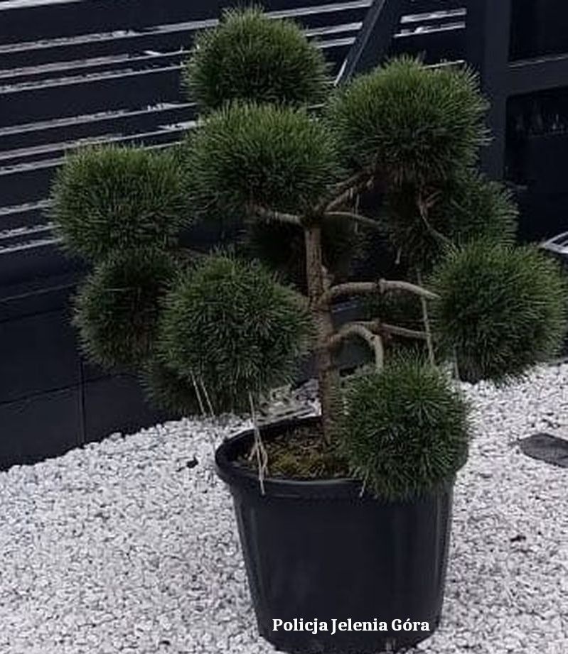 Jelenia Góra: Złodziej wyniósł drzewko bonsai