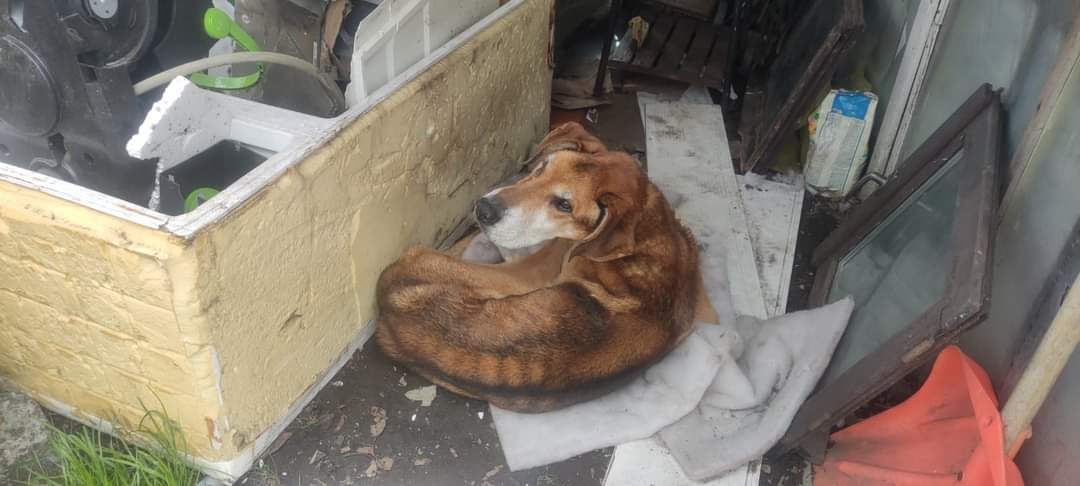 Jelenia Góra: Wychudzony i chory pies zabrany do schroniska