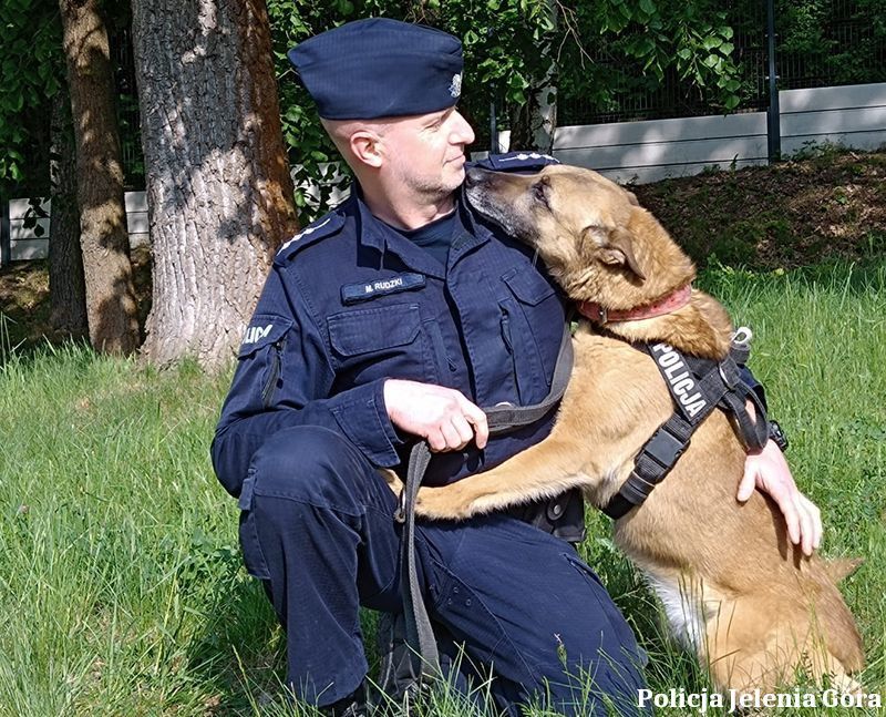 Jelenia Góra: Policyjny pies znalazł narkotyki