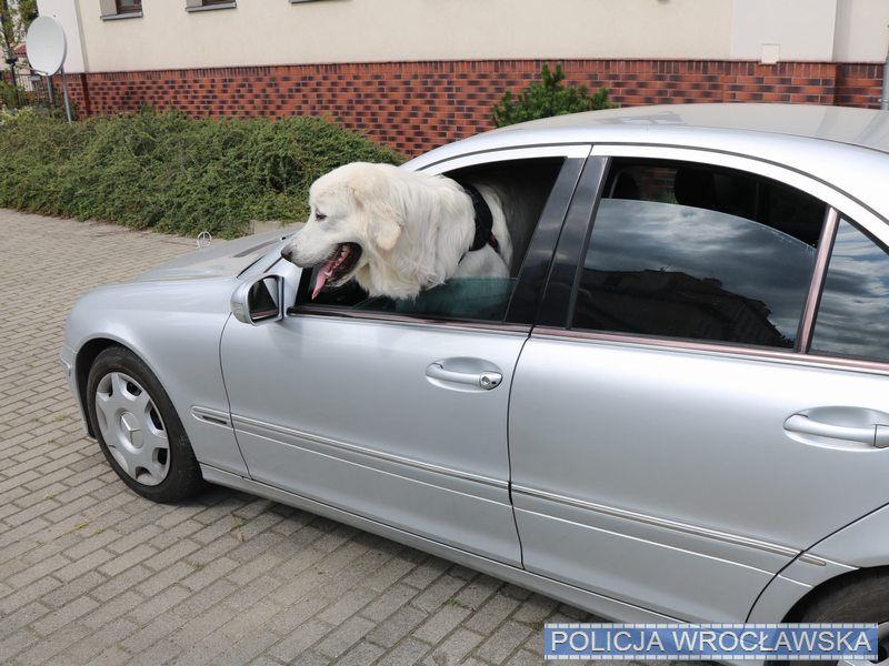 Wrocław: Ukradli auto z psem