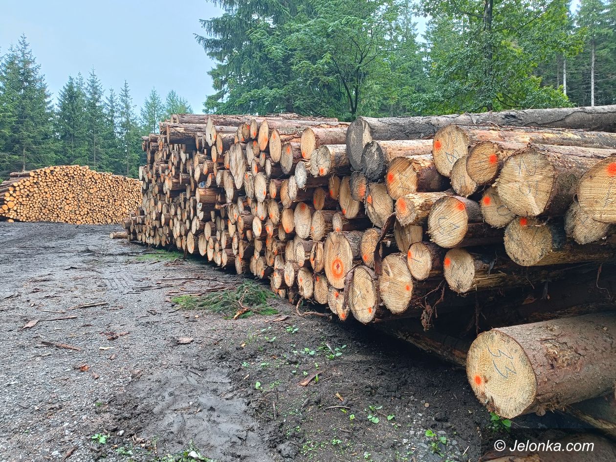 Polska: Chronić lasy!