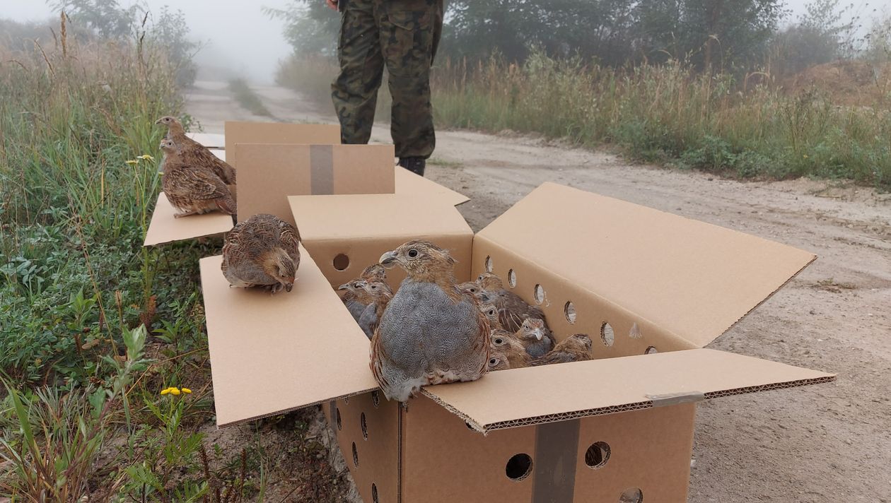 Polska: Zagrożony wyginięciem gatunek ptaków zasiedlił tereny sąsiadujące  z Kopalnią Turów