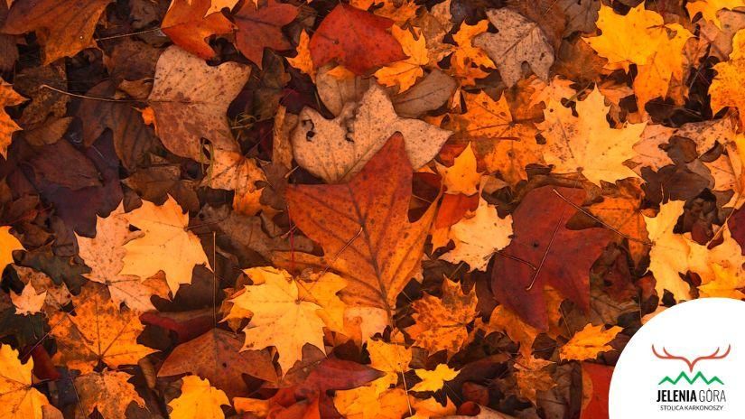 Jelenia Góra: Jesienna zbiórka liści