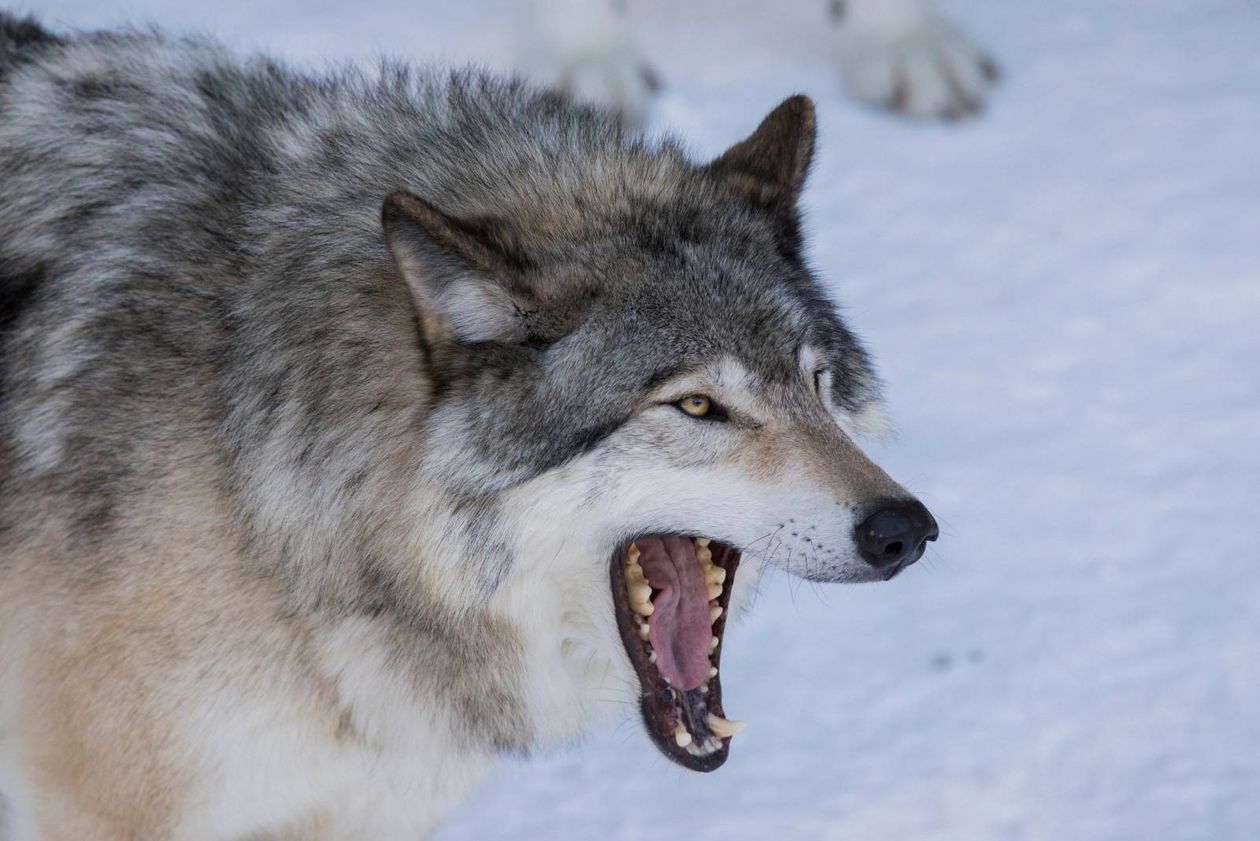 Janowice Wielkie: Gmina ostrzega przed wilkami