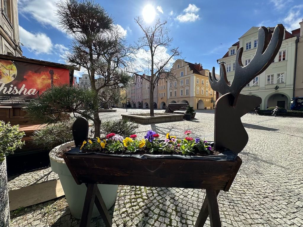 Jelenia Góra: Jelonki i 10 tys. kwiatów w mieście