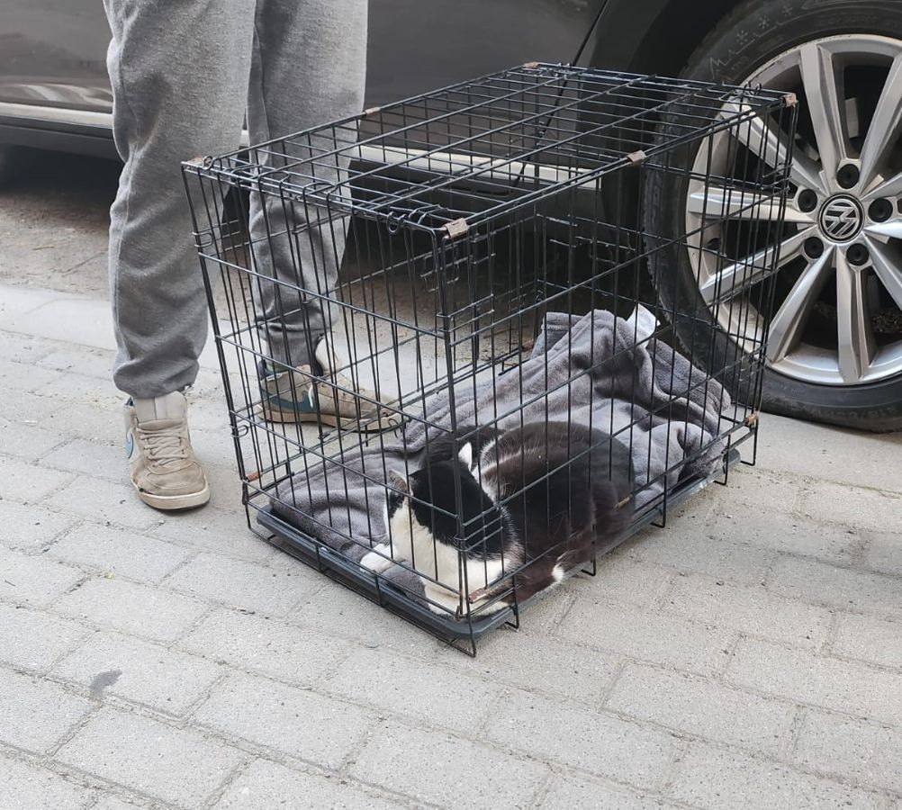 Jelenia Góra: Strażnicy pomogli rannemu kotu