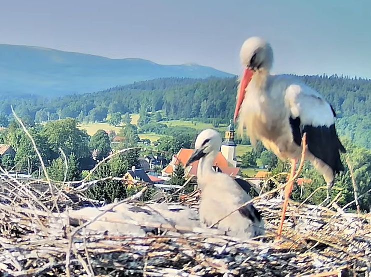 Polska: Uwaga na małe zwierzaczki