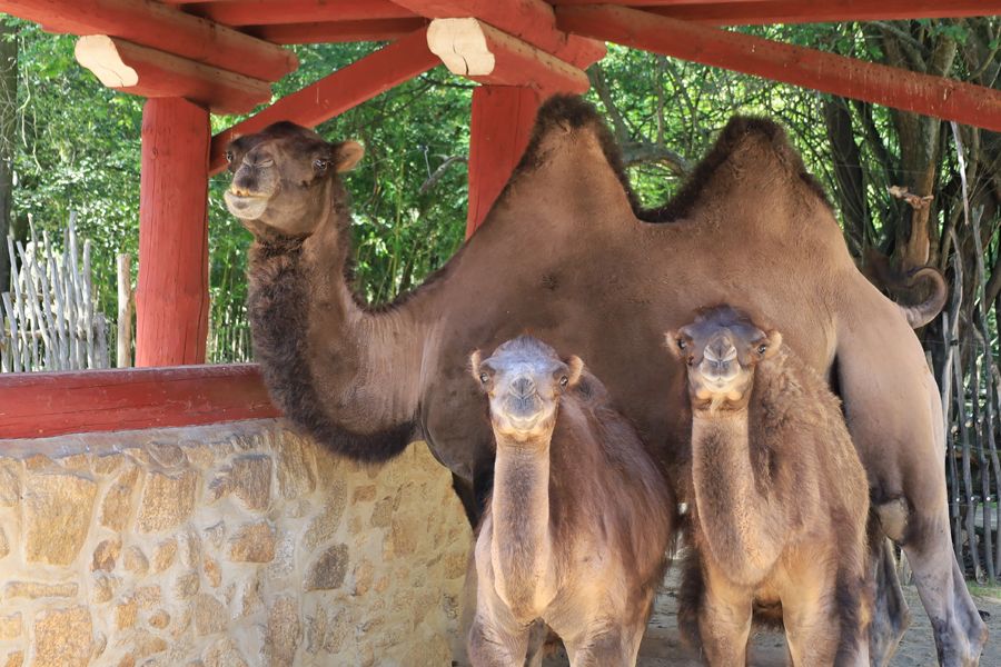 Görlitz ZOO: Małe wielbłądziki dla turystów