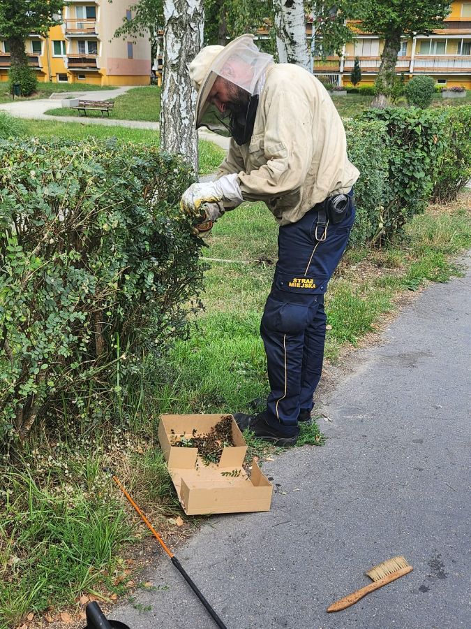 Jelenia Góra: Rój pszczół przy przedszkolu