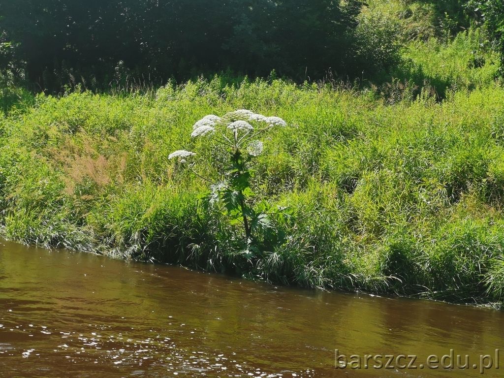 Jelenia Góra: Groźna roślina w Jeleniej Górze