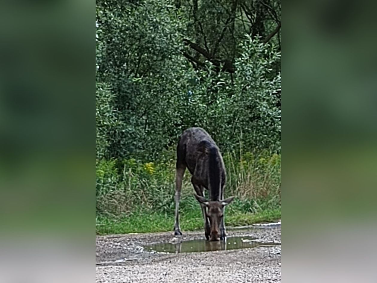 Powiat: Łosica pije wodę z kałuży