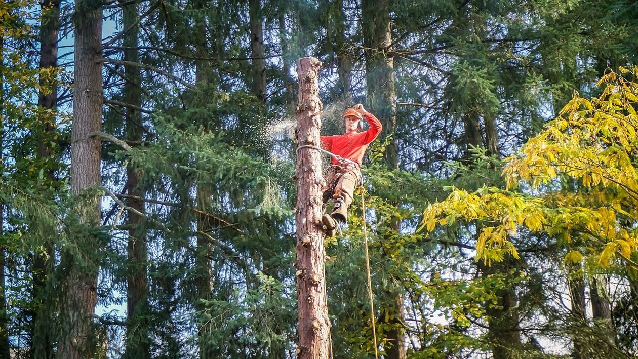 Polska: Bezpieczeństwo w pracy na wysokościach – dlaczego warto stosować drzewołazy?