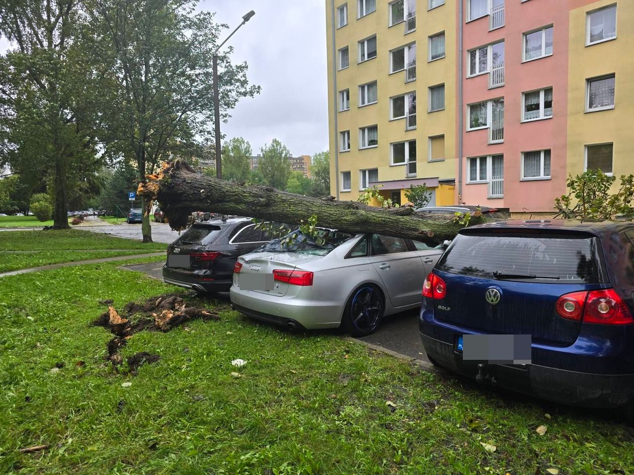 Jelenia Góra: Konar drzewa uszkodził samochody