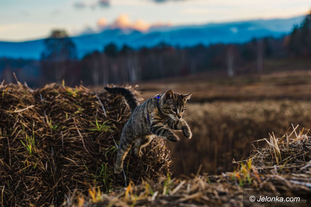 Karkonosze: Kot i Śnieżka... a może raczej... ❄️ Śnieżka i 🐱 kot oczywiście!