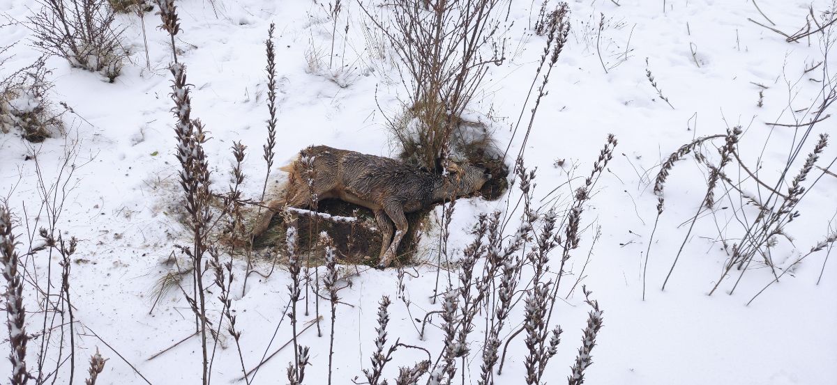 Jelenia Góra: Na pomoc rannej sarnie