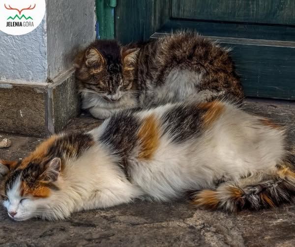 Jelenia Góra: Sterylizacja wolno żyjących kotów