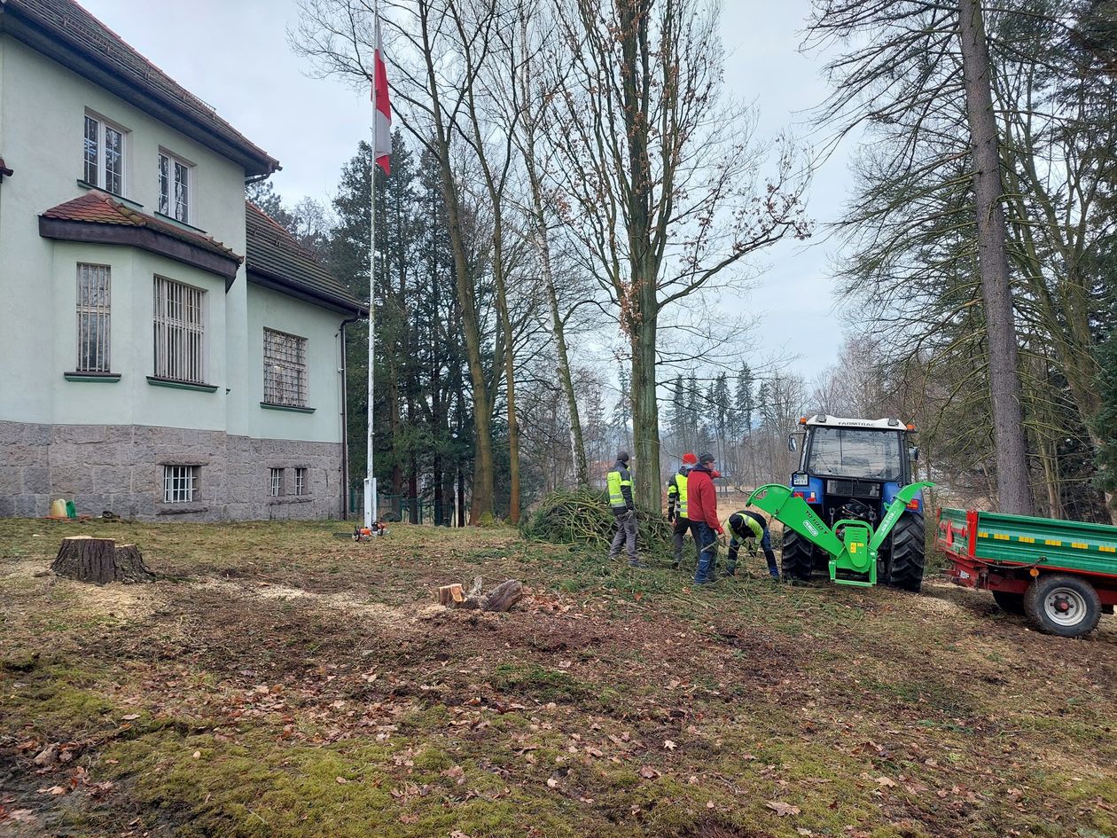 Janowice Wielkie: Wycinka drzew przed Urzędem Gminy