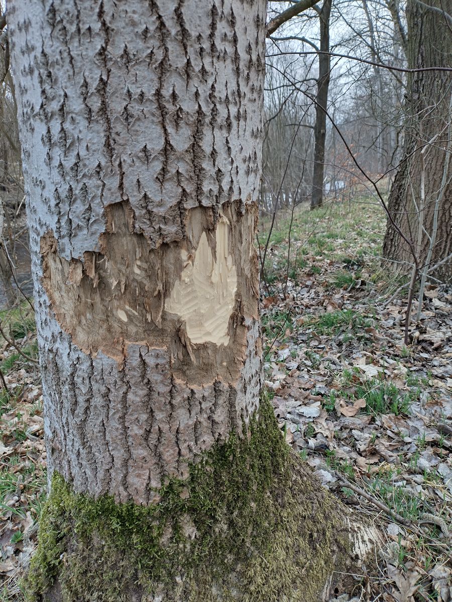 Cieplice: Bobry nad Kamienną w Cieplicach