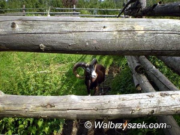 REGION, Boguszów-Gorce: Boguszowskie muflony