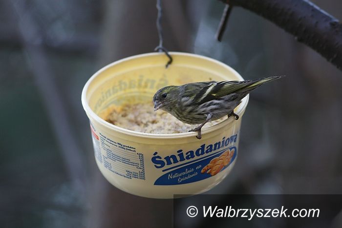 Wałbrzych/REGION: Zima – najtrudniejsza pora roku dla ptaków