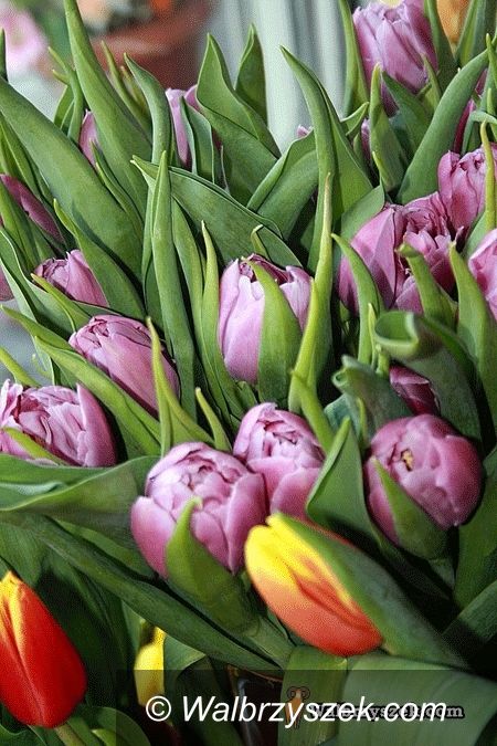 Wałbrzych: Bukiety kwiatów na Dzień Kobiet rozlosowane