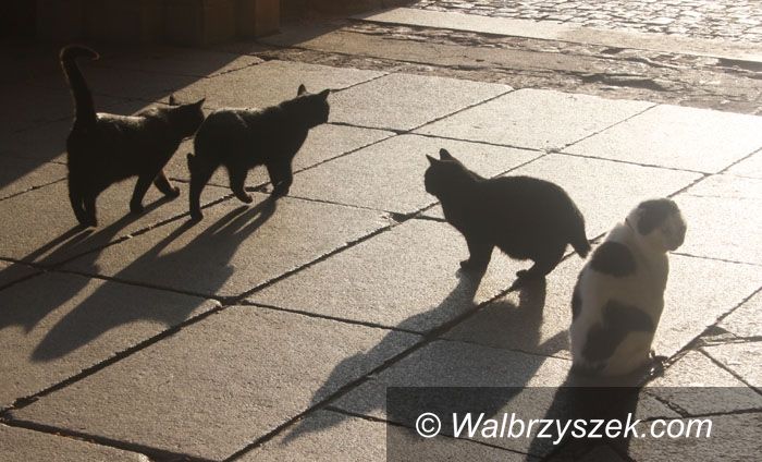 Wałbrzych: Koty z Książa są bezpieczne