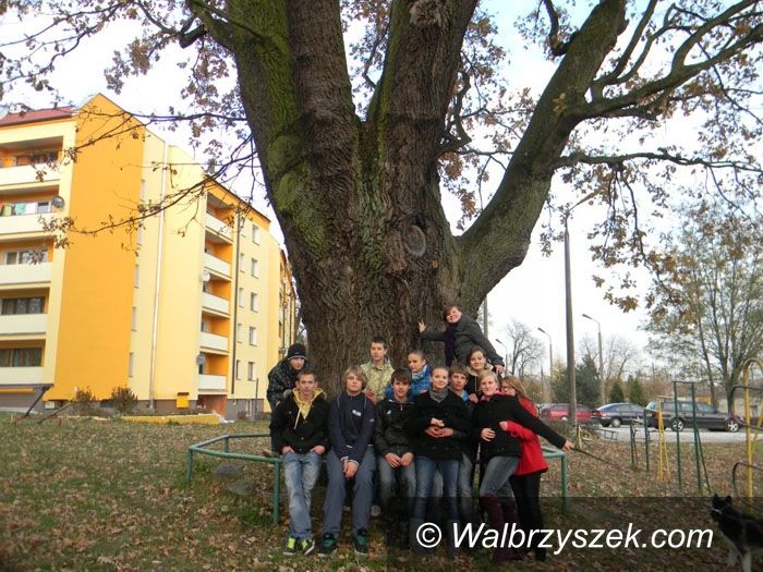 Kraj: Polskie drzewo w międzynarodowym konkursie