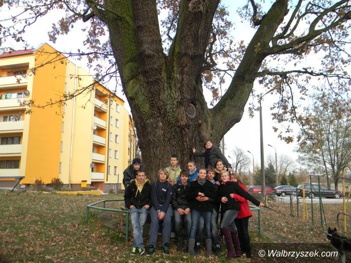 Kraj: Polskie drzewo w międzynarodowym konkursie