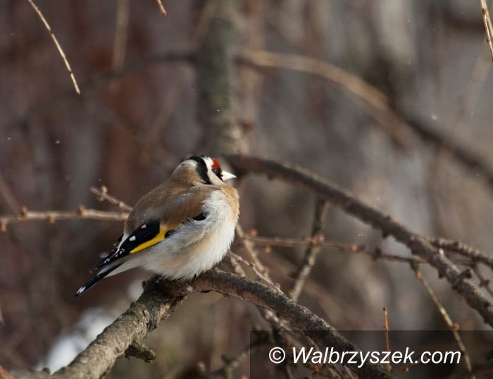 REGION, Boguszów-Gorce: Wyniki 8. Zimowego Liczenia Ptaków w Parkach i Ogrodach