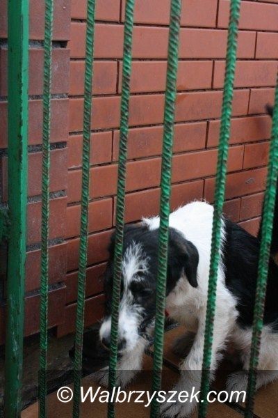 REGION, Boguszów-Gorce: Pojemniki na psie odchody pojawiły się w mieście